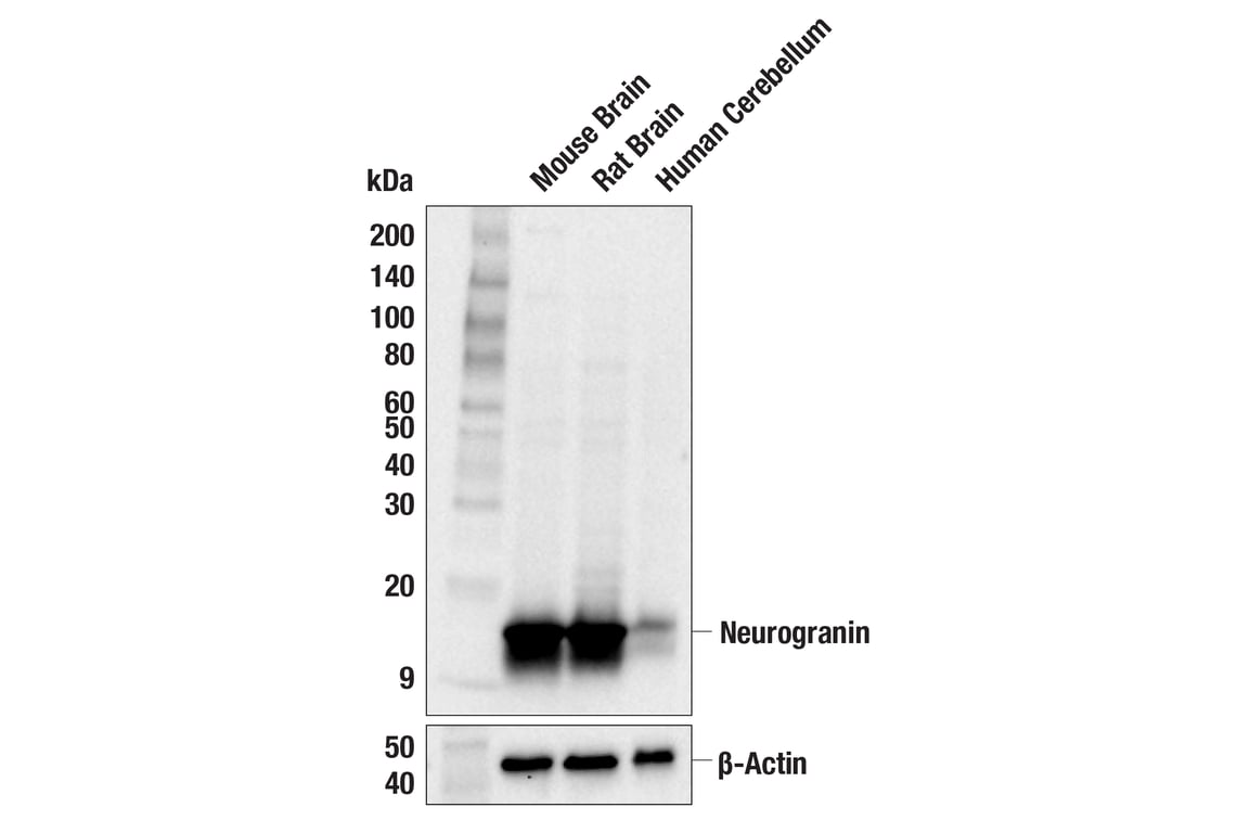 Western Blotting Image 1: Neurogranin (E9V5C) Rabbit mAb (BSA and Azide Free)