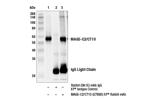 Immunoprecipitation Image 1: MAGE-C2/CT10 (E7B8D) XP<sup>®</sup> Rabbit mAb