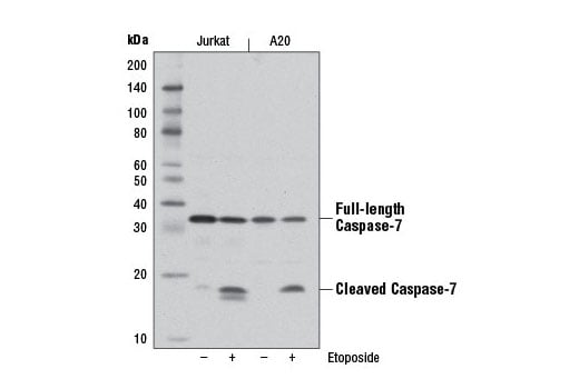 Western Blotting Image 1: Caspase-7 (D2Q3L) Rabbit mAb