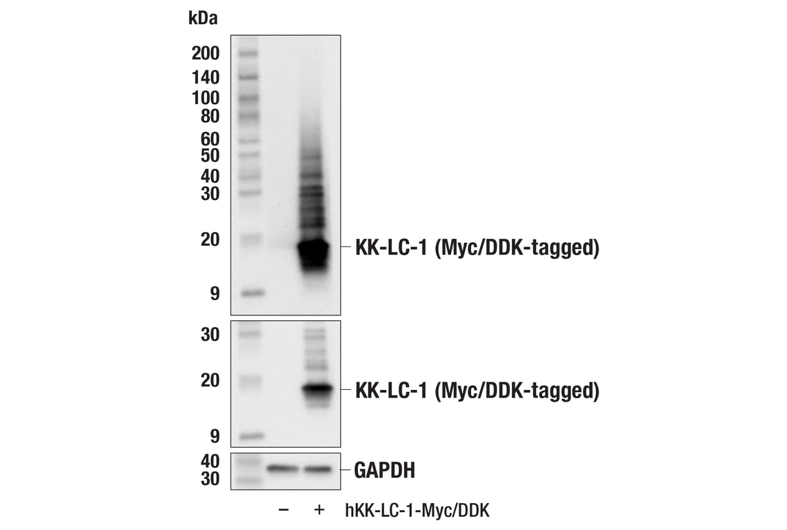 Western Blotting Image 2: KK-LC-1 (F3U6C) Rabbit mAb