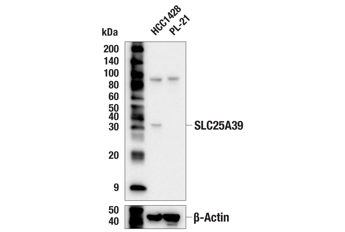 Western Blotting Image 2: SLC25A39 (F2F6O) Rabbit mAb