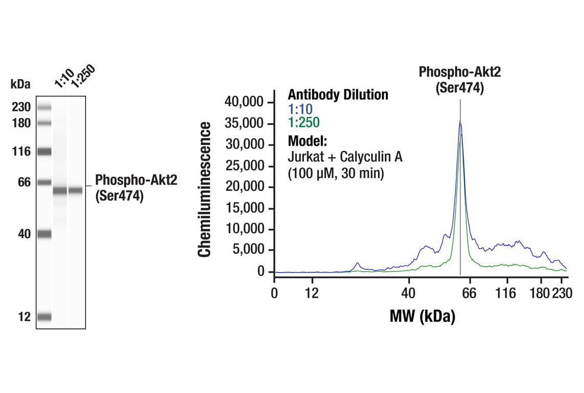 undefined Image 36: Phospho-Akt Isoform Antibody Sampler Kit