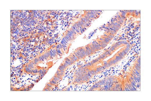 Immunohistochemistry Image 6: Src (36D10) Rabbit mAb