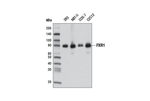 Western Blotting Image 1: FXR1 (D10A2) XP<sup>®</sup> Rabbit mAb