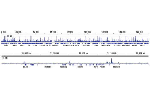 Chromatin Immunoprecipitation Image 2: PRDM14 (E1D5S) XP<sup>®</sup> Rabbit mAb