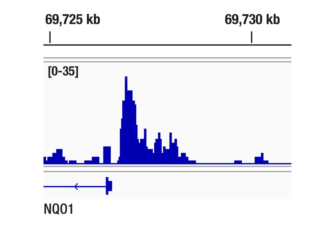 Chromatin Immunoprecipitation Image 1: BACH1 (E4E7B) Rabbit mAb