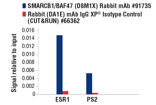 undefined Image 79: BAF Complex IHC Antibody Sampler Kit