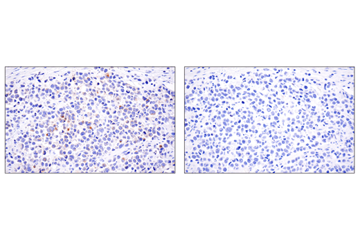 Immunohistochemistry Image 1: 4-1BBL/CD137L/TNFSF9 (E8W3P) Rabbit mAb (BSA and Azide Free)