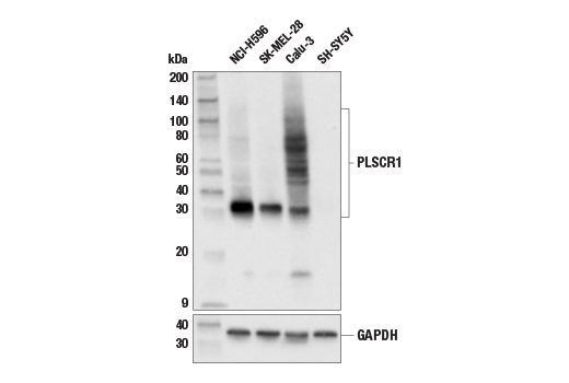 Western Blotting Image 1: PLSCR1 (E4Z8R) Rabbit mAb