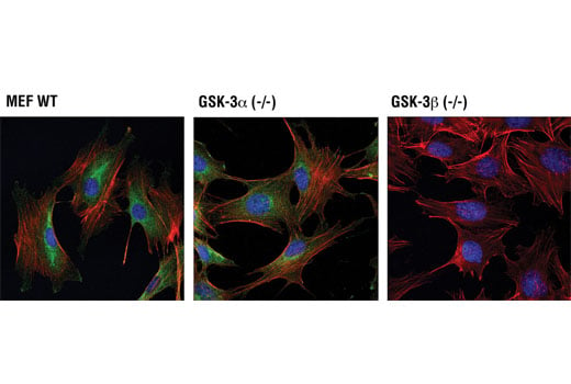 Immunofluorescence Image 1: GSK-3β (D5C5Z) XP<sup>®</sup> Rabbit mAb (BSA and Azide Free)