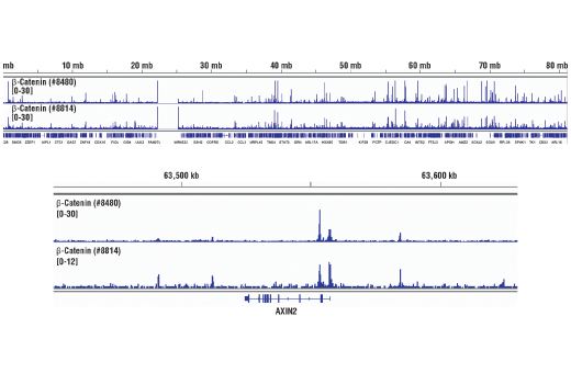 undefined Image 53: Cadherin-Catenin Antibody Sampler Kit