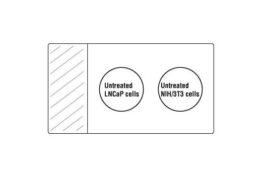 undefined Image 2: SignalSlide<sup>®</sup> PTEN IHC Controls