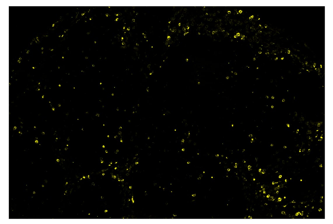 Immunohistochemistry Image 3: Granzyme B (D6E9W) & CO-0009-488 SignalStar<sup>™</sup> Oligo-Antibody Pair