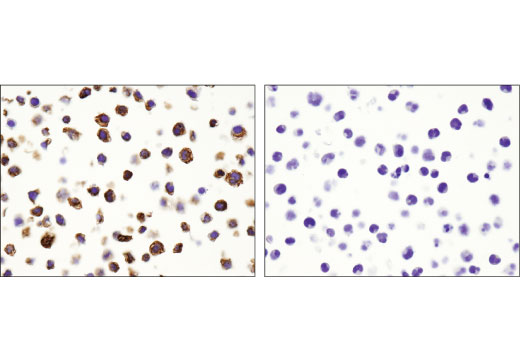 undefined Image 53: Microglia Neurodegeneration Module Antibody Sampler Kit