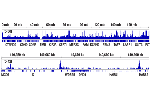 CUT & RUN Image 1: AhR (D5S6H) Rabbit mAb