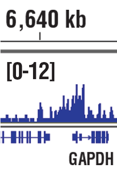 Chromatin Immunoprecipitation Image 1: JARID1B (E2X6N) Rabbit mAb