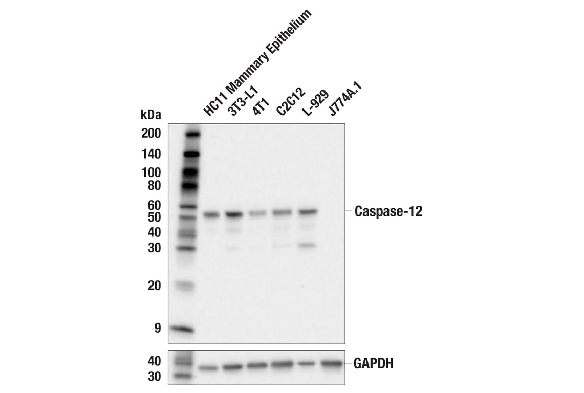 Western Blotting Image 3: Caspase-12 (E9T3W) Rabbit mAb