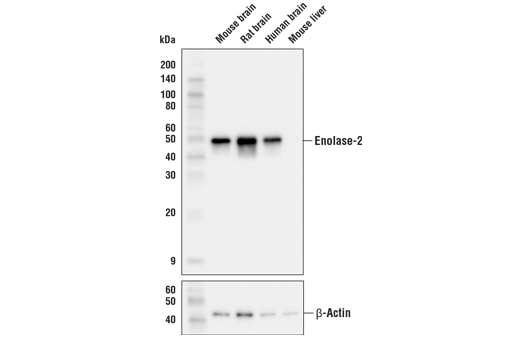 Western Blotting Image 1: Enolase-2 (E2H9X) XP<sup>®</sup> Rabbit mAb