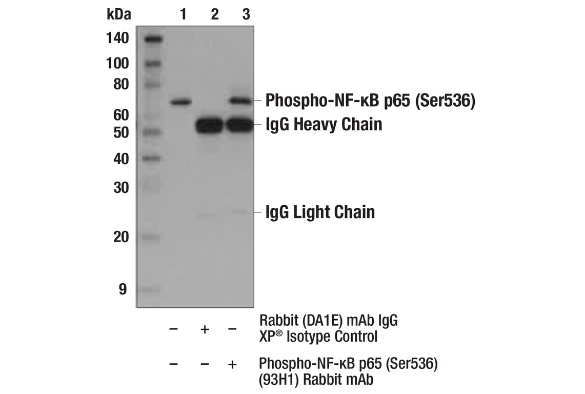 undefined Image 3: PhosphoPlus<sup>®</sup> NF-κB p65/RelA (Ser536) Antibody Duet