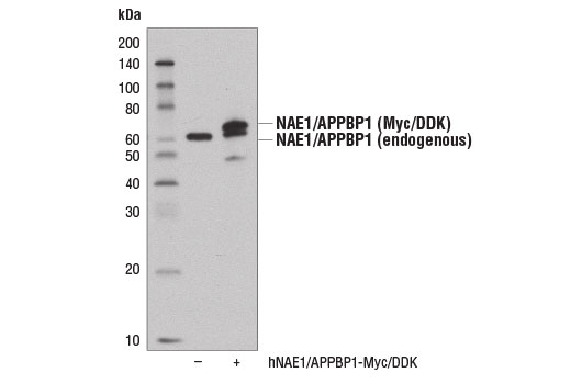 Western Blotting Image 2: NAE1/APPBP1 (D9I4Z) Rabbit mAb
