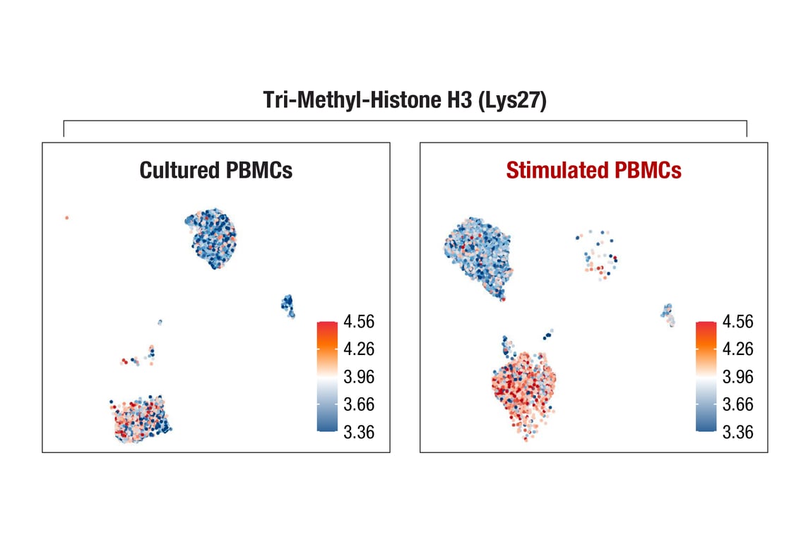SCA Image 1: Tri-Methyl-Histone H3 (Lys27) (C36B11) Rabbit mAb (InTraSeq™ 3' Conjugate 3017)