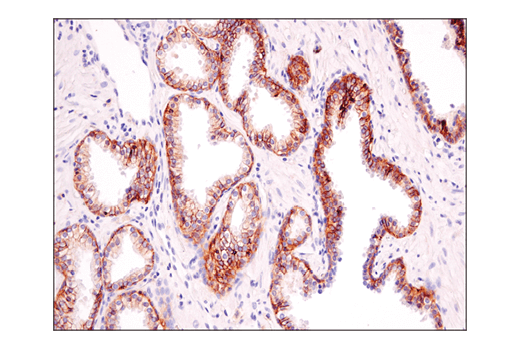 Immunohistochemistry Image 4: ASCT2 (D7C12) Rabbit mAb (BSA and Azide Free)