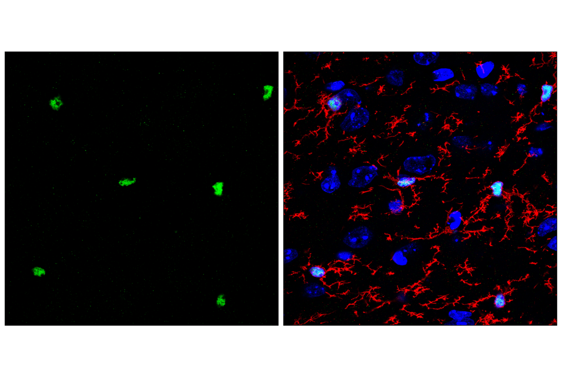 Immunofluorescence Image 1: PU.1 (F2D5A) Mouse mAb