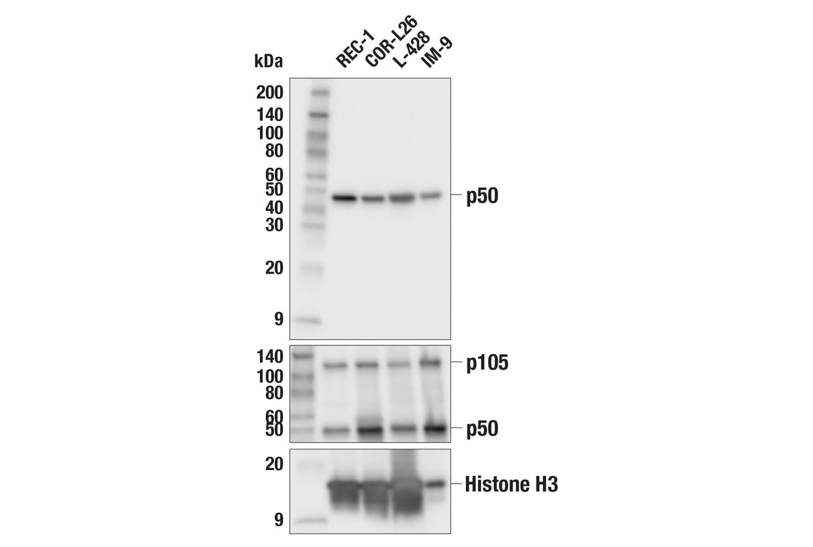 Western Blotting Image 1: NF-κB1 p50 (F8H1O) Rabbit mAb