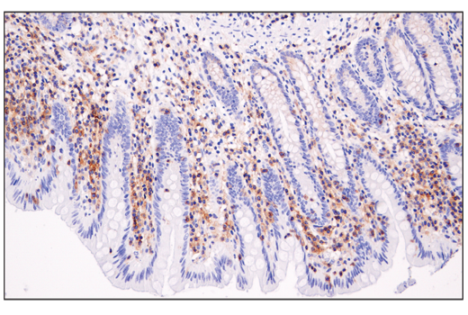 Immunohistochemistry Image 1: Semaphorin-4D/CD100 (E5C3B) XP<sup>®</sup> Rabbit mAb