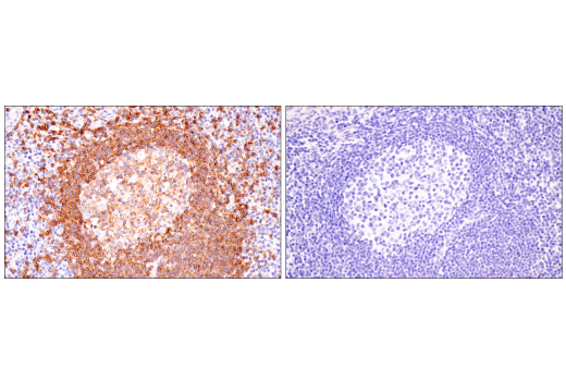 Immunohistochemistry Image 6: TNFRSF13C/BAFF-R (E3C1Q) XP<sup>®</sup> Rabbit mAb (BSA and Azide Free)