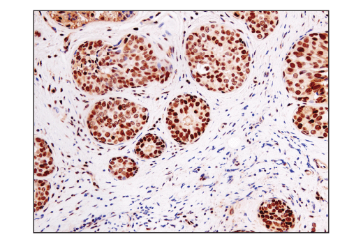 Immunohistochemistry Image 2: Ape1 (E5Y2C) Rabbit mAb (BSA and Azide Free)