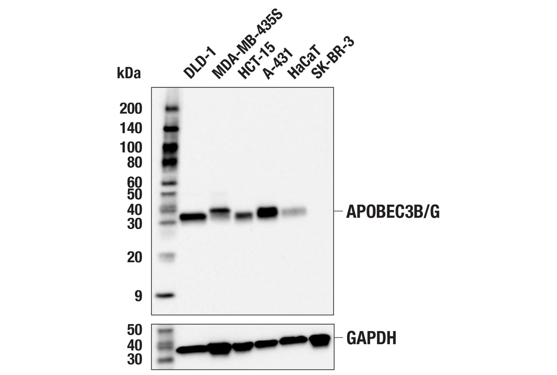 Western Blotting Image 1: APOBEC3A/B/G (5210-87-13) Rabbit mAb