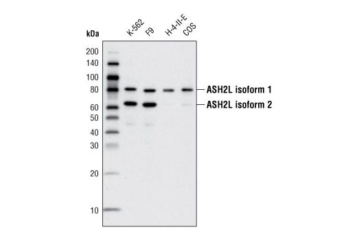 Western Blotting Image 1: ASH2L (D93F6) XP<sup>®</sup> Rabbit mAb