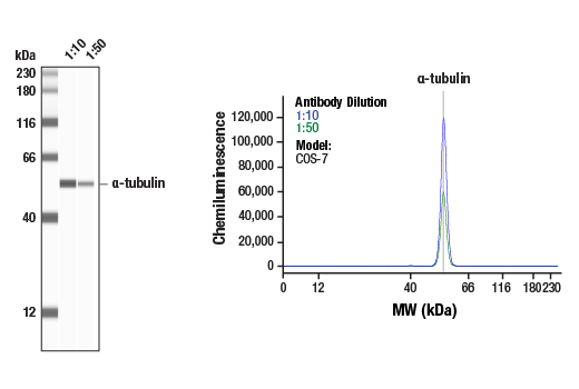 Western Blotting Image 1: α-Tubulin (11H10) Rabbit mAb