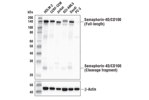 Western Blotting Image 2: Semaphorin-4D/CD100 (E5C3B) XP<sup>®</sup> Rabbit mAb