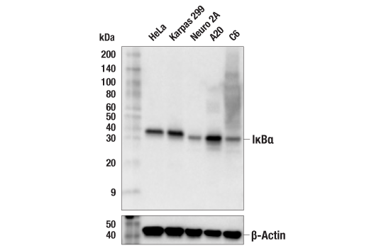 Western Blotting Image 2: IκBα (L35A5) Mouse mAb (Amino-terminal Antigen) (Biotinylated)