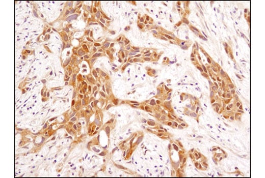 Immunohistochemistry Image 1: GSK-3β (D5C5Z) XP<sup>®</sup> Rabbit mAb (BSA and Azide Free)