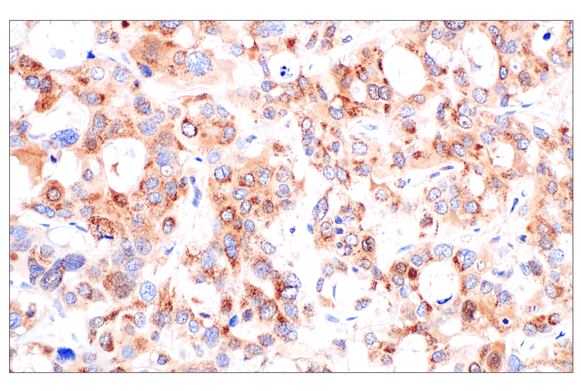 Immunohistochemistry Image 1: Catalase (D4P7B) XP<sup>®</sup> Rabbit mAb