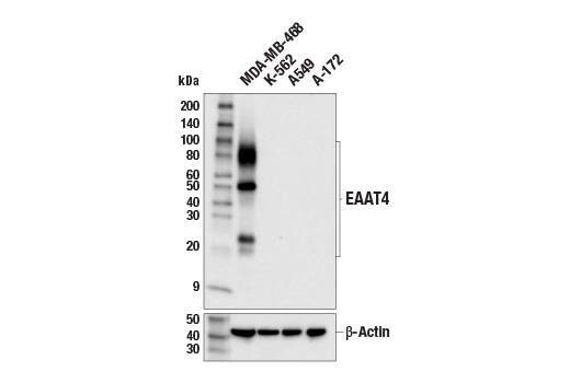 Western Blotting Image 2: EAAT4 (E6E9I) Rabbit mAb