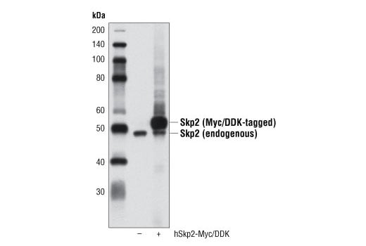 Western Blotting Image 2: Skp2 (D3G5) XP<sup>®</sup> Rabbit mAb