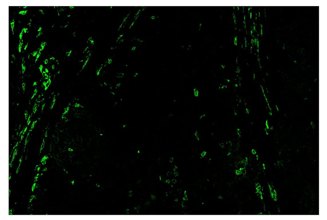 Immunohistochemistry Image 2: SIRPα/SHPS1 (D6I3M) & CO-0034-750 SignalStar<sup>™</sup> Oligo-Antibody Pair