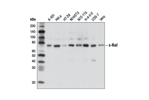 Western Blotting Image 1: c-Raf (D5X6R) Mouse mAb