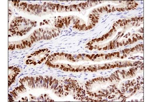 Immunohistochemistry Image 3: Sox9 (D8G8H) Rabbit mAb (BSA and Azide Free)