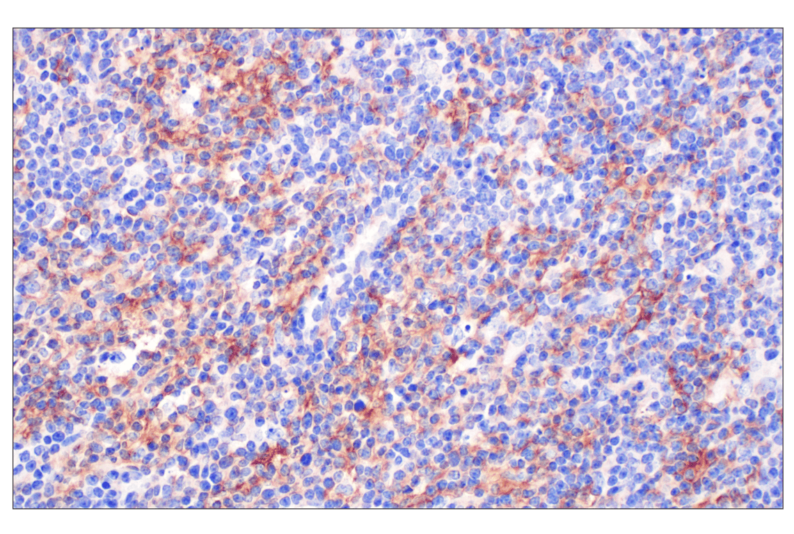 Immunohistochemistry Image 5: GLIPR2 (F7H7V) Rabbit mAb