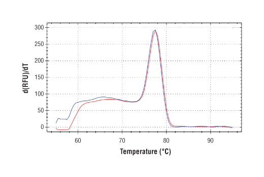 undefined Image 1: SimpleChIP<sup>®</sup> Human KLK2 Intron 1 Primers