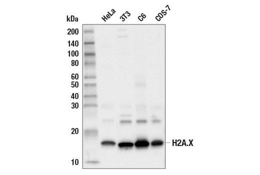 Western Blotting Image 1: Histone H2A.X (D17A3) XP<sup>®</sup> Rabbit mAb (BSA and Azide Free)