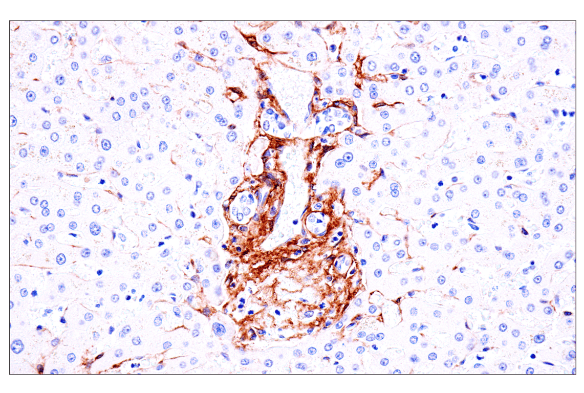 Immunohistochemistry Image 12: p75NTR (E7I3M) Rabbit mAb