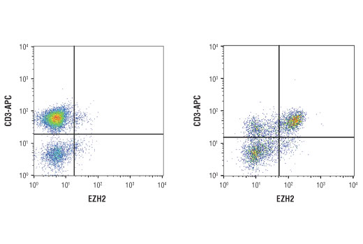 Flow Cytometry Image 1: Ezh2 (D2C9) XP<sup>®</sup> Rabbit mAb (BSA and Azide Free)