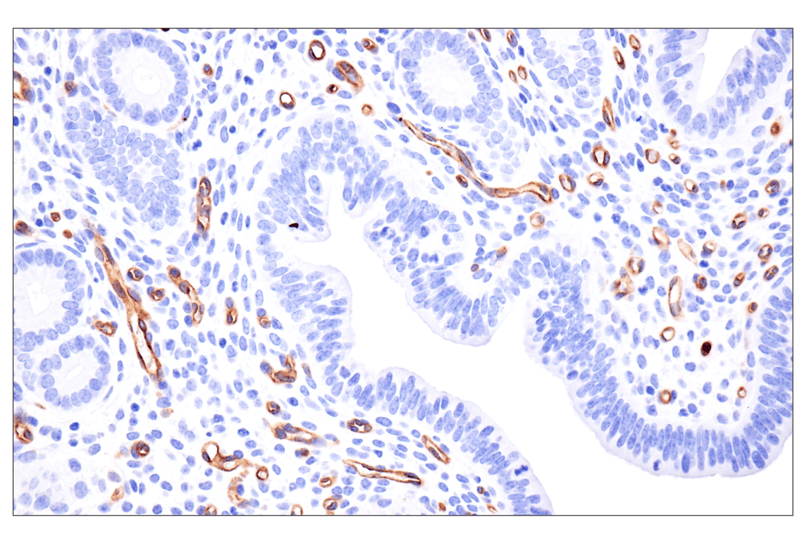 Immunohistochemistry Image 5: ESAM (F9D9P) Rabbit mAb