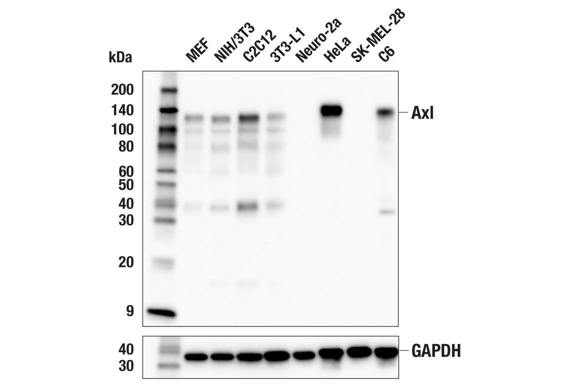 Western Blotting Image 1: Axl (E3Z2H) Rabbit mAb (BSA and Azide Free)